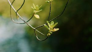 Preview wallpaper branch, leaves, focus, blur
