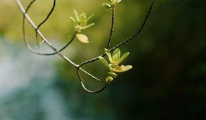 Preview wallpaper branch, leaves, focus, blur