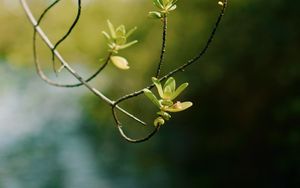 Preview wallpaper branch, leaves, focus, blur