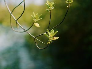 Preview wallpaper branch, leaves, focus, blur