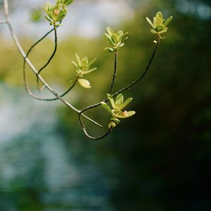 Preview wallpaper branch, leaves, focus, blur