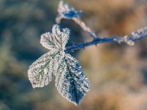 Preview wallpaper branch, leaves, frost, cold, winter