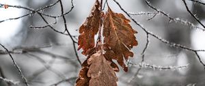 Preview wallpaper branch, leaves, frost, macro