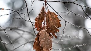 Preview wallpaper branch, leaves, frost, macro