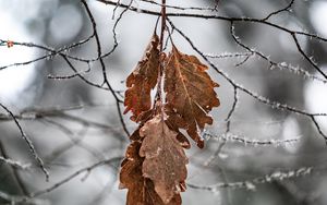 Preview wallpaper branch, leaves, frost, macro