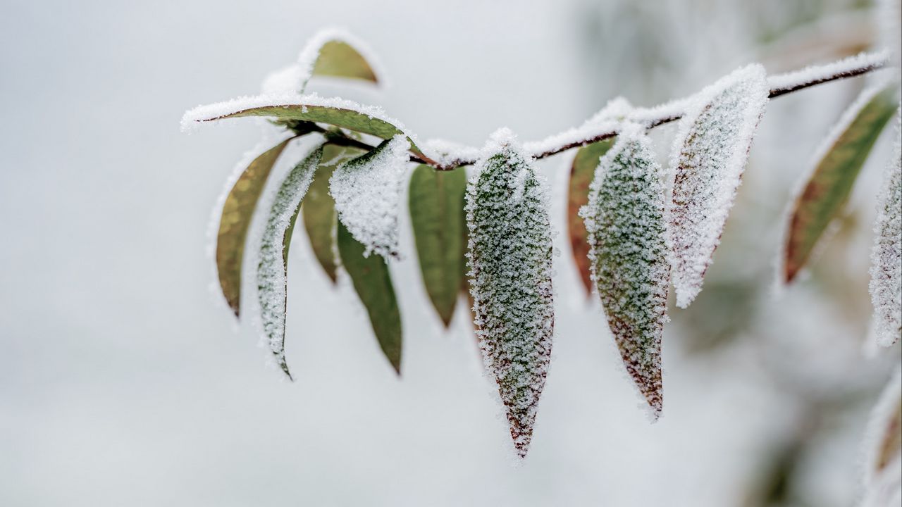 Wallpaper branch, leaves, frost, macro, winter