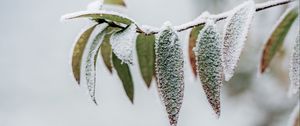 Preview wallpaper branch, leaves, frost, macro, winter