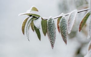 Preview wallpaper branch, leaves, frost, macro, winter