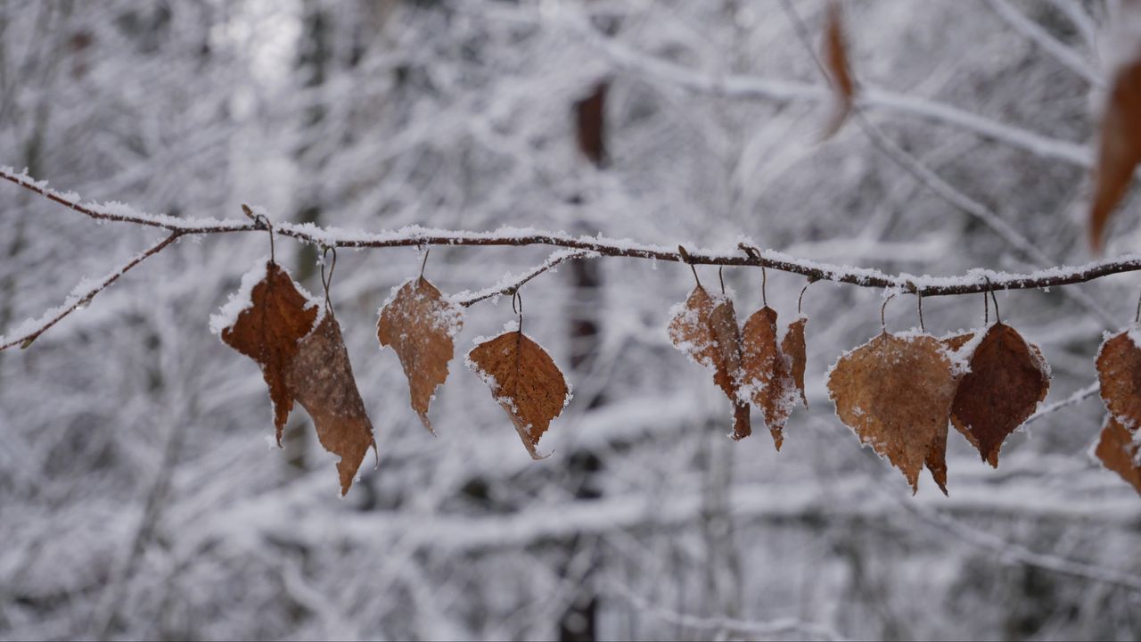 Wallpaper branch, leaves, frost, winter, macro
