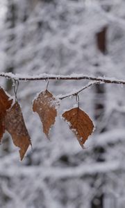 Preview wallpaper branch, leaves, frost, winter, macro