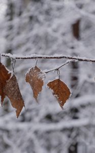 Preview wallpaper branch, leaves, frost, winter, macro