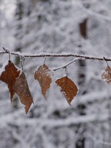 Preview wallpaper branch, leaves, frost, winter, macro