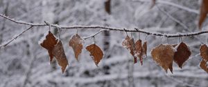 Preview wallpaper branch, leaves, frost, winter, macro