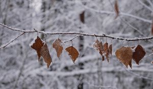 Preview wallpaper branch, leaves, frost, winter, macro