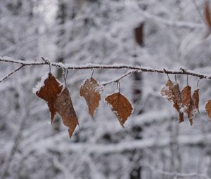 Preview wallpaper branch, leaves, frost, winter, macro