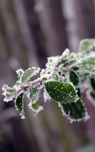 Preview wallpaper branch, leaves, frost, blur