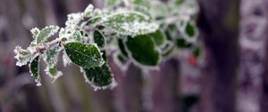 Preview wallpaper branch, leaves, frost, blur