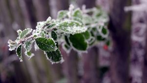 Preview wallpaper branch, leaves, frost, blur