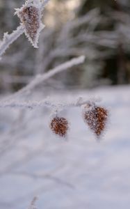 Preview wallpaper branch, leaves, frost, snow, macro