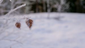Preview wallpaper branch, leaves, frost, snow, macro