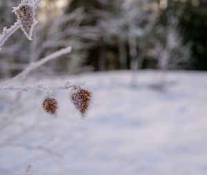 Preview wallpaper branch, leaves, frost, snow, macro