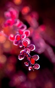 Preview wallpaper branch, leaves, frost, macro, red