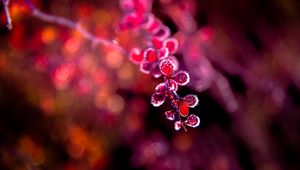 Preview wallpaper branch, leaves, frost, macro, red