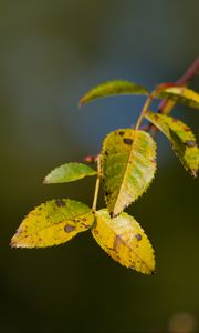 Preview wallpaper branch, leaves, green, macro, blur