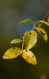 Preview wallpaper branch, leaves, green, macro, blur