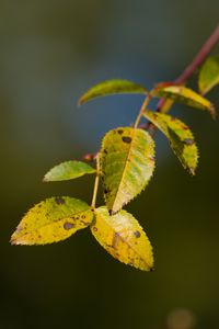 Preview wallpaper branch, leaves, green, macro, blur