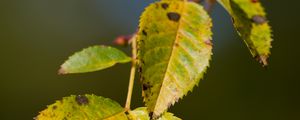 Preview wallpaper branch, leaves, green, macro, blur