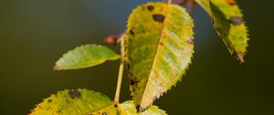 Preview wallpaper branch, leaves, green, macro, blur
