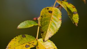 Preview wallpaper branch, leaves, green, macro, blur