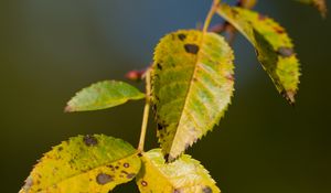 Preview wallpaper branch, leaves, green, macro, blur