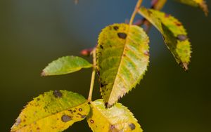 Preview wallpaper branch, leaves, green, macro, blur