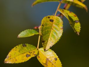 Preview wallpaper branch, leaves, green, macro, blur