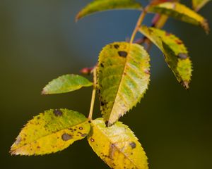 Preview wallpaper branch, leaves, green, macro, blur