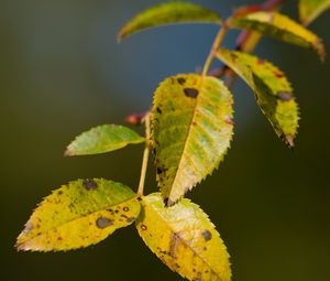 Preview wallpaper branch, leaves, green, macro, blur