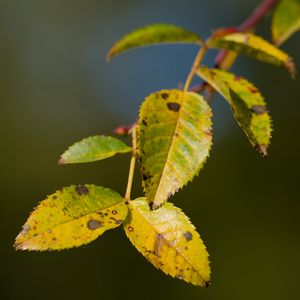 Preview wallpaper branch, leaves, green, macro, blur