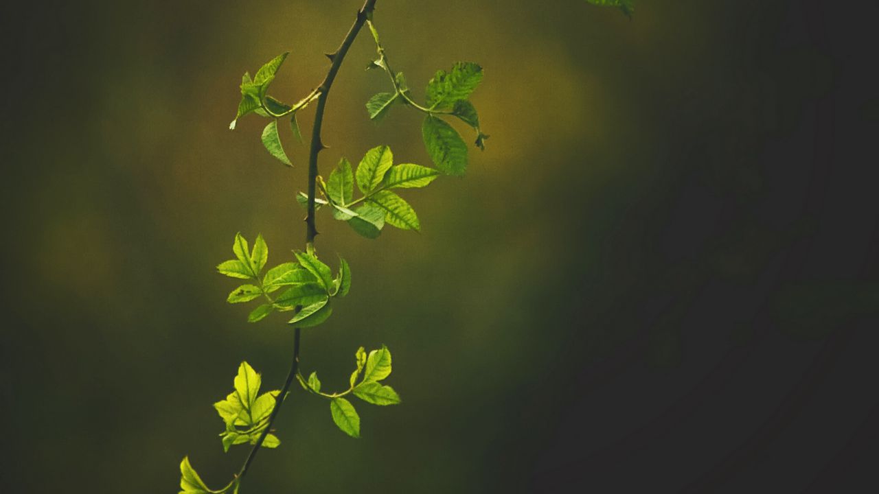 Wallpaper branch, leaves, green, dark
