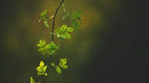Preview wallpaper branch, leaves, green, dark