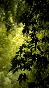 Preview wallpaper branch, leaves, green, wind