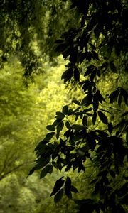 Preview wallpaper branch, leaves, green, wind