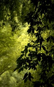 Preview wallpaper branch, leaves, green, wind