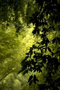 Preview wallpaper branch, leaves, green, wind