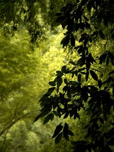 Preview wallpaper branch, leaves, green, wind