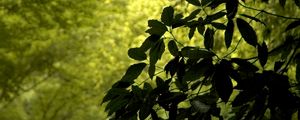 Preview wallpaper branch, leaves, green, wind