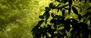 Preview wallpaper branch, leaves, green, wind