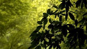 Preview wallpaper branch, leaves, green, wind