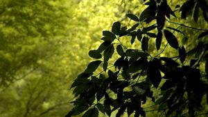 Preview wallpaper branch, leaves, green, wind